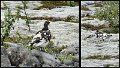 A (138) Ptarmigan